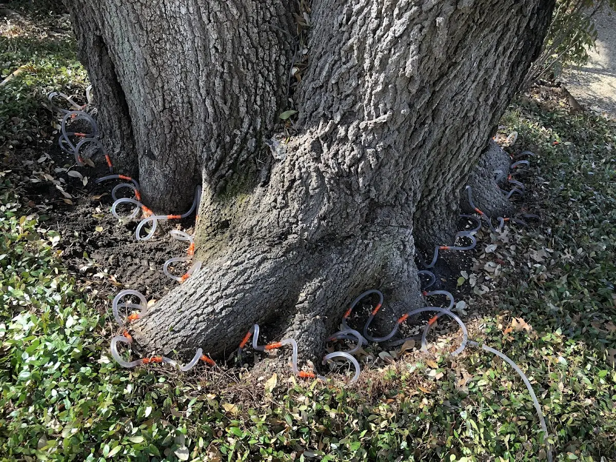 Detailed Tree Cabling and Bracing job site in Isabel