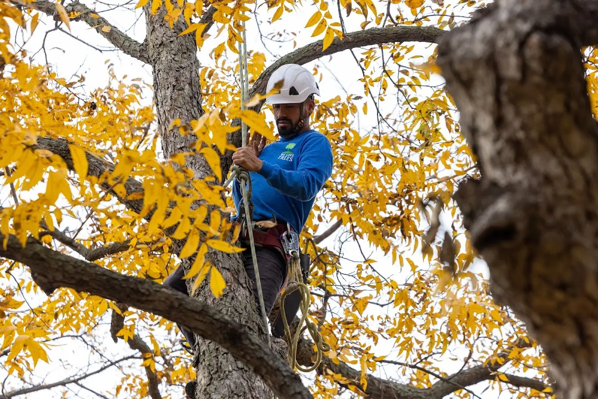 Skilled Tree Disease Treatment crew working in Isabel